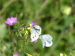 FZ006987 Two Small white (Pieris rapae) butterflies.jpg